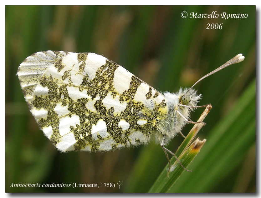 Farfalle diurne di primavera